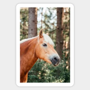 Haflinger mare in the forest Sticker